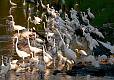 image by NiKirms Photography Great Egret-2